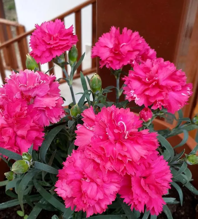 Homestay Faralya Misafir Evi Apartment Turkey